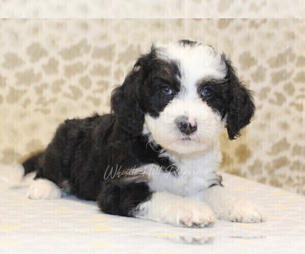 Medium Photo #5 Miniature Bernedoodle Puppy For Sale in DENVER, PA, USA