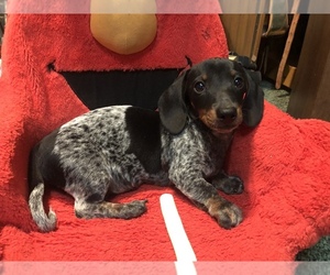 Dachshund Puppy for sale in BENNINGTON, OK, USA