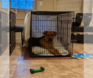 Archer - coming soon! - Male Mutt Dog for Adoption - Photo #5