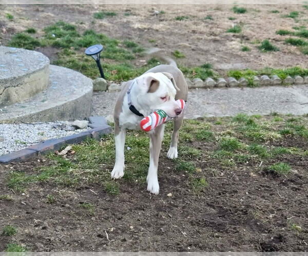 Medium Photo #22 Mutt Puppy For Sale in Mount Laurel, NJ, USA
