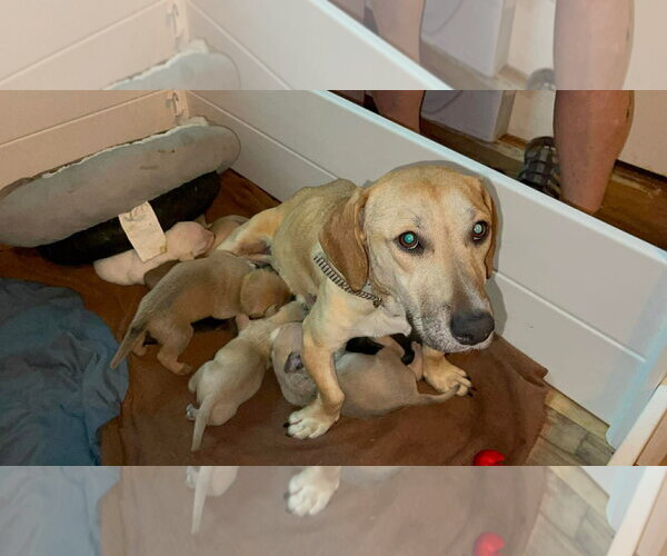 Medium Photo #4 Labrador Retriever-Unknown Mix Puppy For Sale in Derwood, MD, USA
