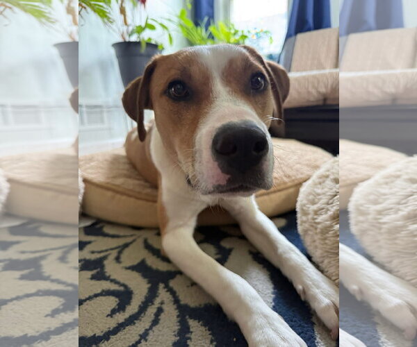 Medium Photo #4 American Pit Bull Terrier-Unknown Mix Puppy For Sale in Germantown, OH, USA