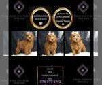 Puppy Chevy Multigen Goldendoodle (Miniature)