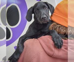 Small #4 Mutt