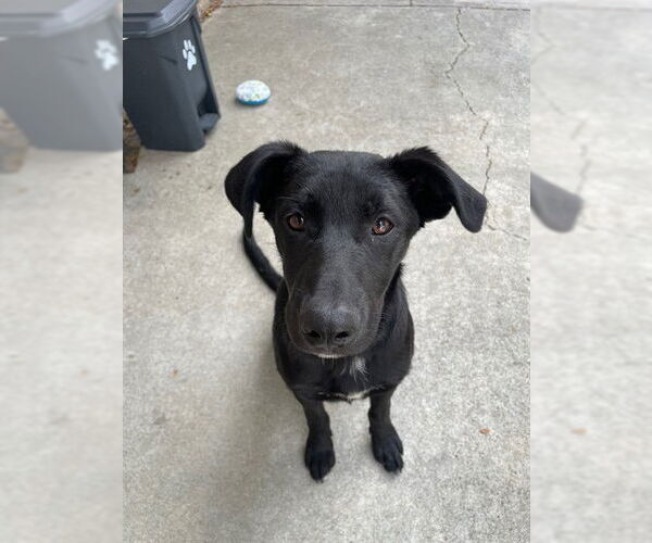 Medium Photo #1 German Shepherd Dog Puppy For Sale in Fremont, CA, USA