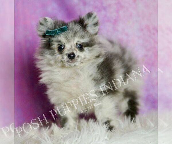 Medium Photo #4 Pomeranian Puppy For Sale in WARSAW, IN, USA