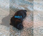 Small #3 Malchi