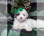 Small Photo #5 Poodle (Toy) Puppy For Sale in LINCOLN UNIV, PA, USA