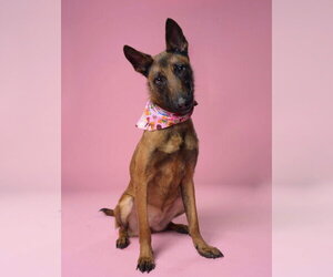 Mutt Dogs for adoption in Imlay City, MI, USA