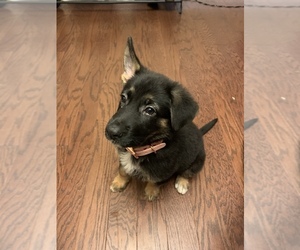 German Shepherd Dog Puppy for sale in MORRISVILLE, NC, USA