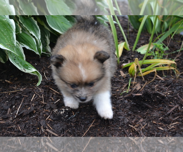 Medium Photo #5 Pomeranian Puppy For Sale in GREENWOOD, WI, USA