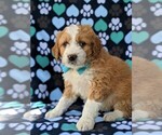 Small Photo #3 Goldendoodle-Miniature Bernedoodle Mix Puppy For Sale in GLEN ROCK, PA, USA