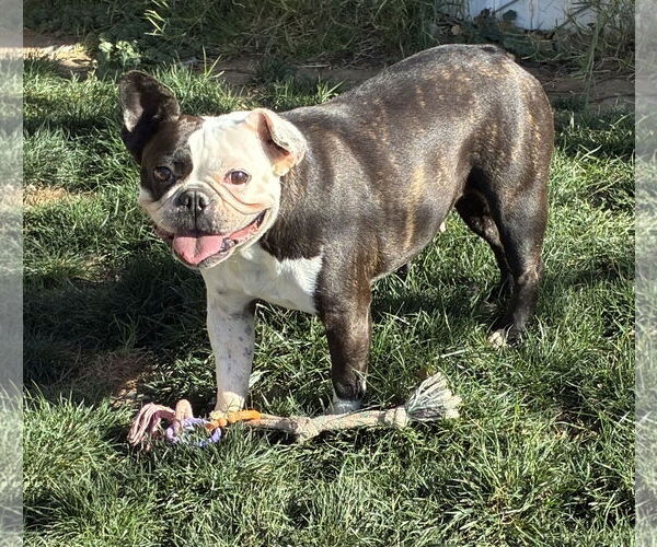 Medium Photo #1 Boston Terrier Puppy For Sale in Hesperia, CA, USA