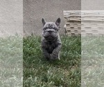 Small #6 French Bulldog