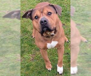 Mastiff Dogs for adoption in Akron, OH, USA