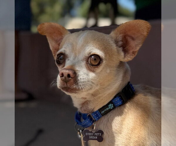 Medium Photo #5 Chihuahua Puppy For Sale in Santa Clara, CA, USA