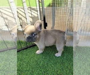 Mother of the French Bulldog puppies born on 04/09/2025