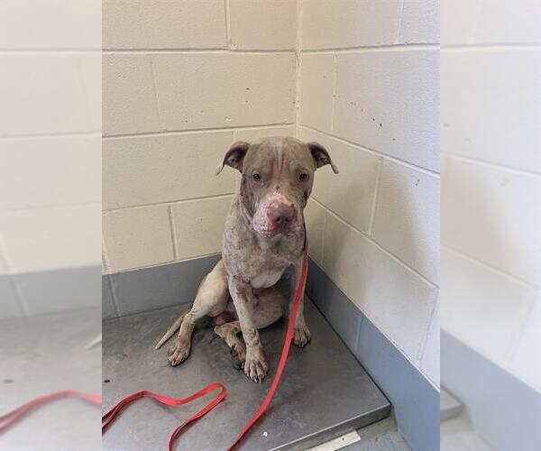 Medium Photo #1 American Pit Bull Terrier-Unknown Mix Puppy For Sale in Corpus Christi, TX, USA