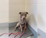 Small American Pit Bull Terrier Mix