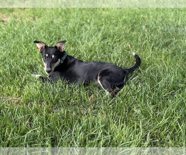 Medium Photo #3 Mutt Puppy For Sale in Davis, CA, USA