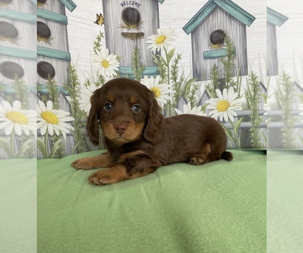 Medium Photo #1 Dachshund Puppy For Sale in STELLA, MO, USA