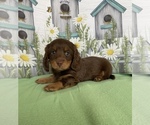 Small Photo #1 Dachshund Puppy For Sale in STELLA, MO, USA