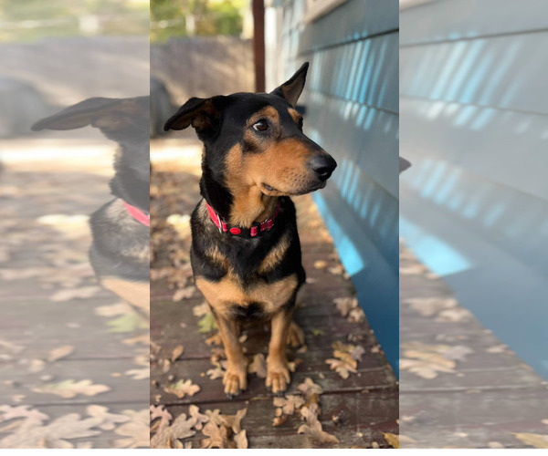 Medium Photo #2 Mutt Puppy For Sale in Fort Worth, TX, USA