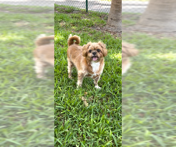 Medium Photo #3 Shih Tzu Puppy For Sale in Weston, FL, USA
