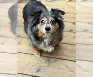 Pomeranian-Unknown Mix Dogs for adoption in Bellevue, WA, USA