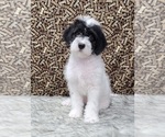 Small Photo #3 Miniature Labradoodle Puppy For Sale in BLAKESBURG, IA, USA