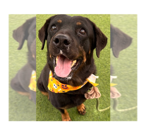 Medium Photo #1 Rottweiler Puppy For Sale in Gilbert, AZ, USA