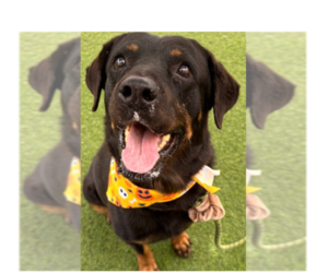 Rottweiler Dogs for adoption in Gilbert, AZ, USA