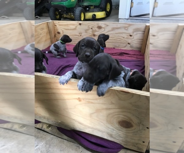 Medium Photo #10 German Shorthaired Pointer Puppy For Sale in BOERNE, TX, USA