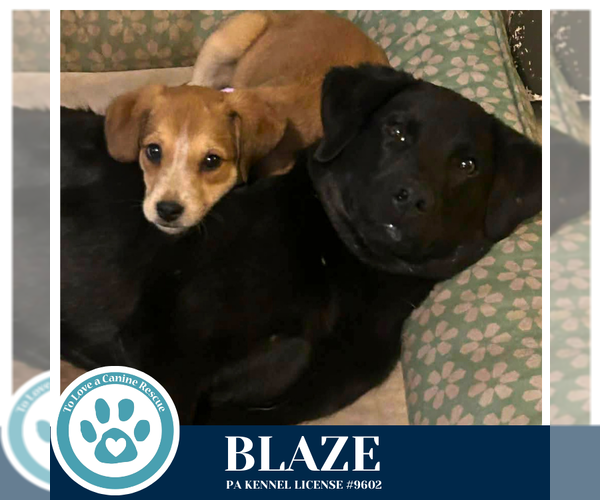 Medium Photo #2 Labrador Retriever-Unknown Mix Puppy For Sale in Kimberton, PA, USA