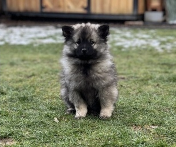 Medium Photo #3 Keeshond Puppy For Sale in VANCOUVER, WA, USA