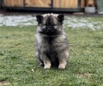 Small Photo #8 Keeshond Puppy For Sale in VANCOUVER, WA, USA