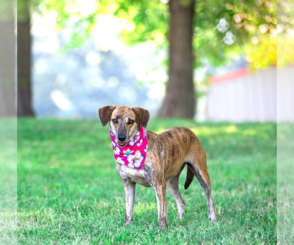 Medium Photo #2 Mutt Puppy For Sale in Unionville, PA, USA