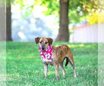Small #1 Mutt