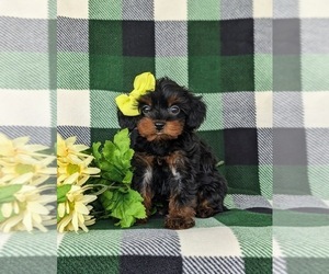 Poodle (Toy)-Yorkshire Terrier Mix Puppy for sale in OXFORD, PA, USA