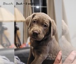 Small Photo #16 Labrador Retriever Puppy For Sale in POCAHONTAS, IL, USA