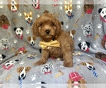 Small #5 Cavapoo