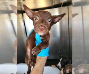 Mutt Dogs for adoption in San Antonio, TX, USA