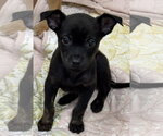 Small Chihuahua Mix