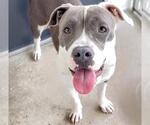 Small #1 American Pit Bull Terrier