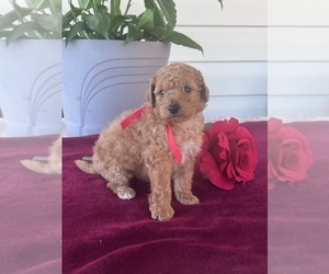 Medium Poodle (Miniature)