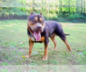 Father of the American Bully puppies born on 02/13/2022