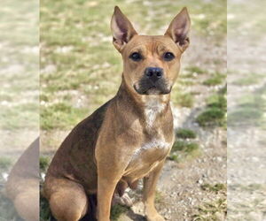 Mutt Dogs for adoption in Crandall, GA, USA