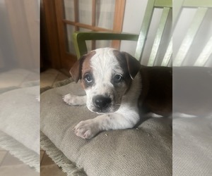 Chinese Shar-Pei-Miniature Australian Shepherd Mix Puppy for sale in PLAINFIELD, IL, USA