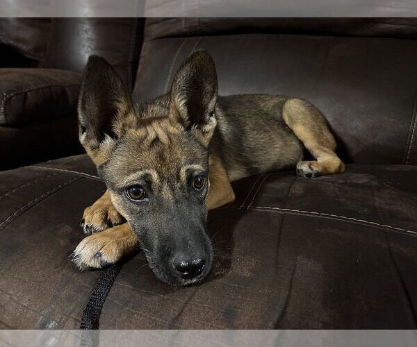 Medium Photo #8 German Shepherd Dog-Unknown Mix Puppy For Sale in Holly Springs, NC, USA