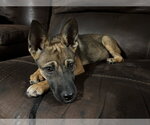 Small #7 German Shepherd Dog Mix